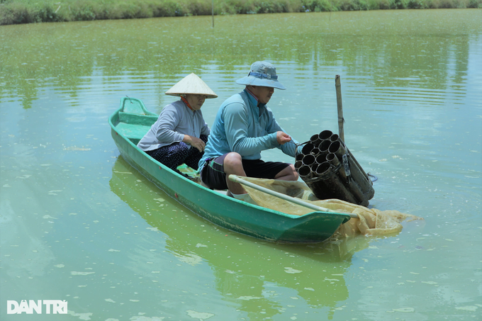 Bỏ tôm, dọn ao nuôi chung cá heo đuôi đỏ với chạch lấu, cụ bà “trúng đậm”