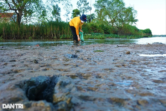 Lội bùn, vạch cỏ tìm loại ốc nhà nghèo, giờ thành đặc sản ra tiền - 10 Lội bùn, vạch cỏ tìm loại ốc nhà nghèo, giờ thành đặc sản ra tiền - 10