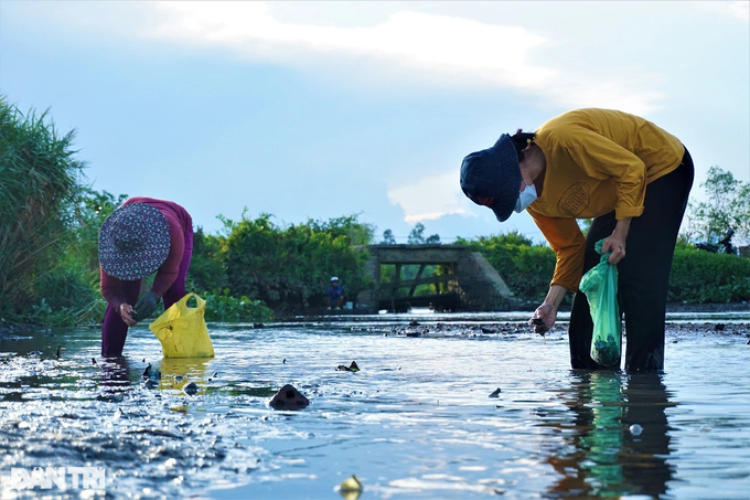 Lội bùn, vạch cỏ tìm loại ốc nhà nghèo, giờ thành đặc sản ra tiền - 2 Lội bùn, vạch cỏ tìm loại ốc nhà nghèo, giờ thành đặc sản ra tiền - 2