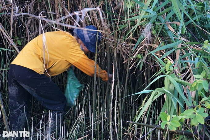 Lội bùn, vạch cỏ tìm loại ốc nhà nghèo, giờ thành đặc sản ra tiền - 9 Lội bùn, vạch cỏ tìm loại ốc nhà nghèo, giờ thành đặc sản ra tiền - 9