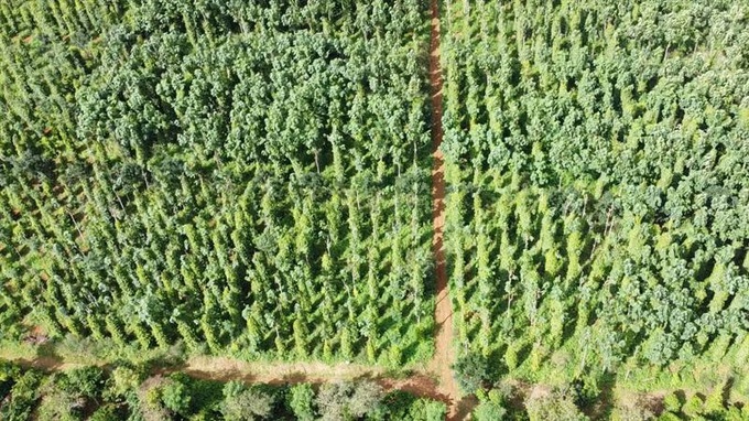 Hiệu quả mô hình tái canh cà phê trồng xen cây ăn quả ở Đắk Lắk   baotintucvn