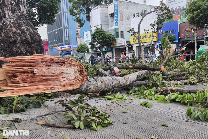 TPHCM: Cây xanh tét nhánh đè xe máy chở 3 người - 1 HO CHI MINH CITY: Green trees crush motorbikes carrying 3 people - 1