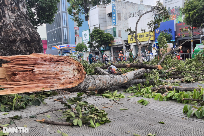 HO CHI MINH CITY: Green trees crush motorbikes carrying 3 people - 1