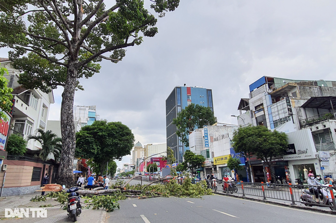 HO CHI MINH CITY: Green trees crush motorbikes carrying 3 people - 3