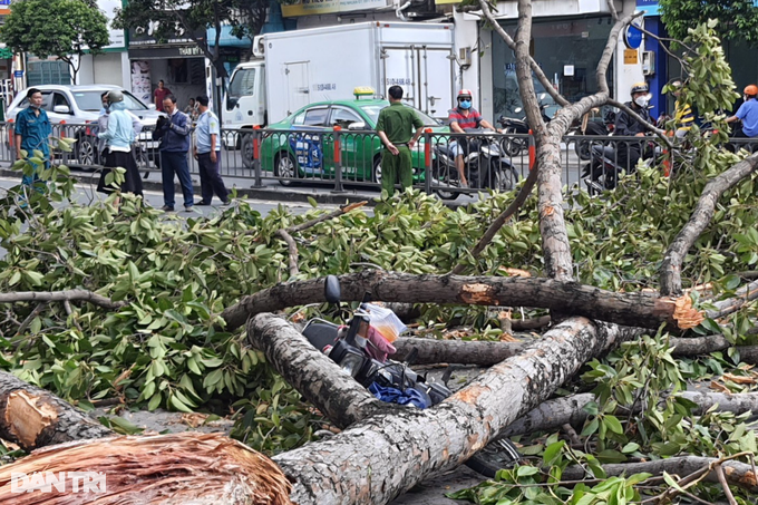 TPHCM: Cây xanh tét nhánh đè xe máy chở 3 người - 2 HO CHI MINH CITY: Green trees crush motorbikes carrying 3 people - 2