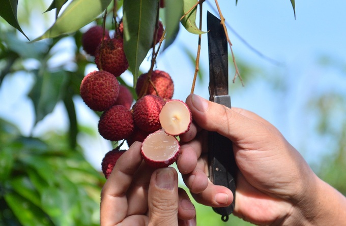 Lão nông Bắc Giang trồng vải không hạt lạ, ở Nhật Bản bán 5 triệu đồng/kg - 1