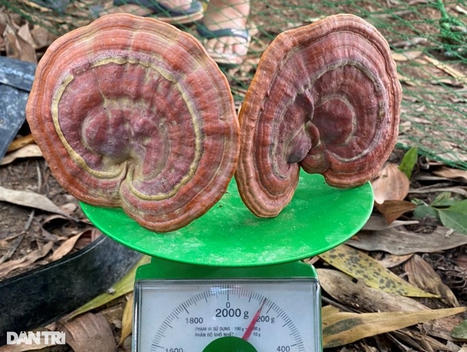 The dose of red reishi mushroom growing under the forest canopy, would have expected to collect millions per branch - 4