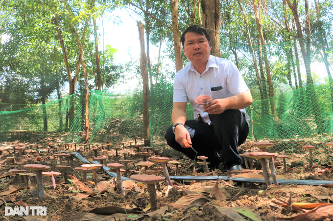 The dose of red reishi mushroom growing under the forest canopy, would have expected to collect millions per branch - 1 The dose of red reishi mushroom growing under the forest canopy, would have expected to collect millions per branch - 1