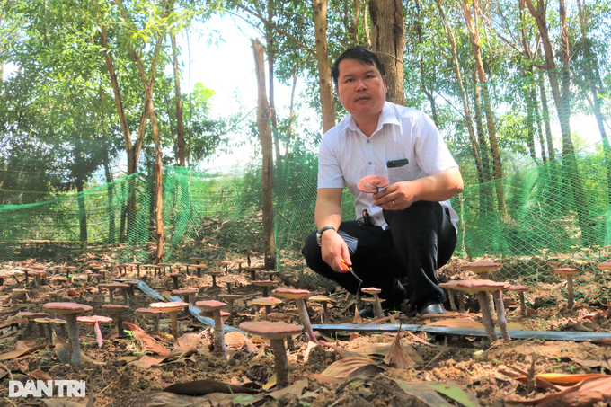 The dose of red reishi mushroom growing under the forest canopy, would have expected to collect millions per branch - 1