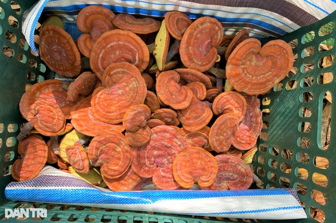The dose of red reishi mushroom under the forest canopy, would have collected millions per branch - 5 The dose of red reishi mushroom under the forest canopy, would have collected millions per branch - 5