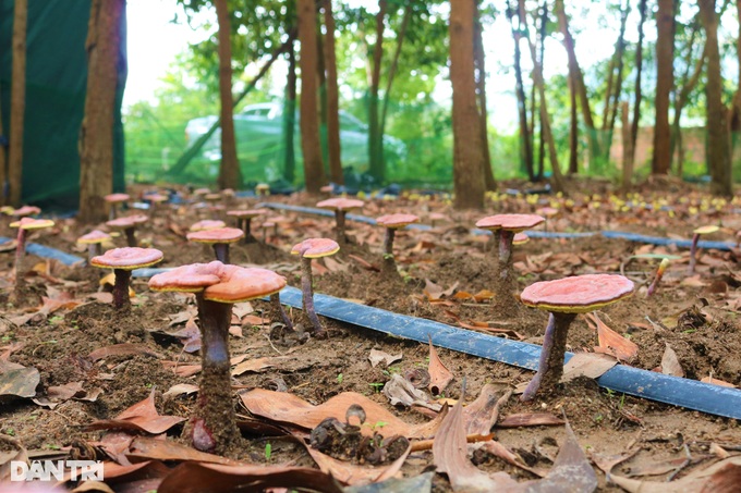 The dose of red reishi mushroom growing under the forest canopy, would have expected to collect millions per branch - 3