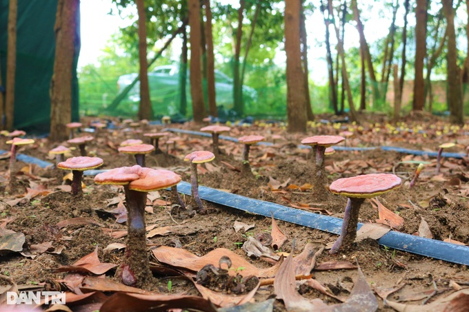 The dose of red reishi mushroom growing under the forest canopy, would have expected to collect millions per branch - 3 The dose of red reishi mushroom growing under the forest canopy, would have expected to collect millions per branch - 3