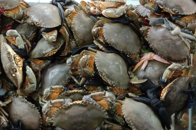 Cua Kiên Giang được chở về Cà Mau để lấy thương hiệu cua Năm Căn