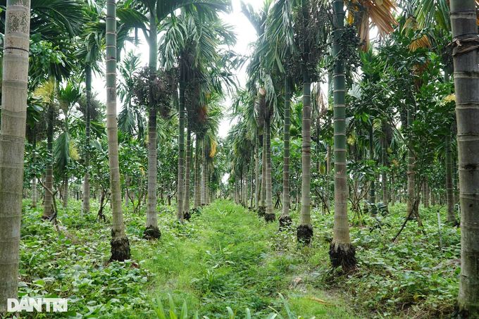 The areca garden is picturesque, earning billions of money from the old farmer in the West - 1