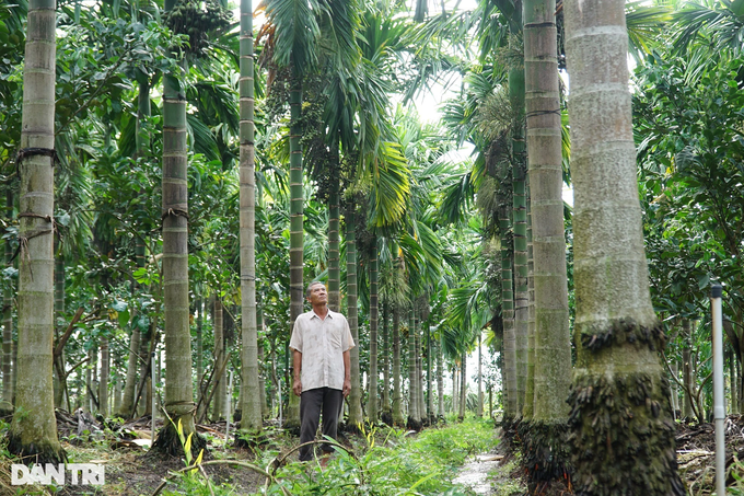 The areca garden is picturesque, earning billions of money from the old farmer in the West - 2