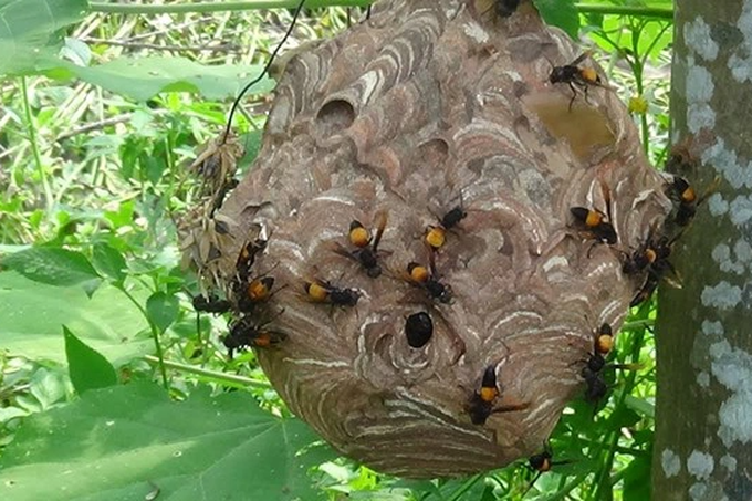 Cùng xem hình ảnh ong vò vẽ tấn công và tìm hiểu về hành vi đáng sợ này của loài ong này.