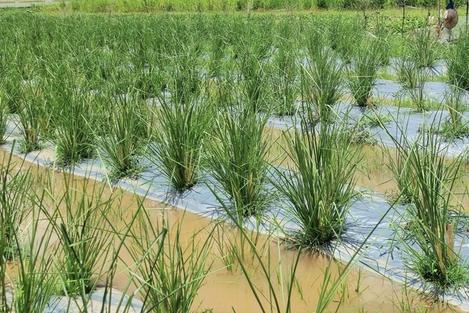 Growing strange grass, harvesting from leaves to roots, earning tens of millions of dong a month - 2