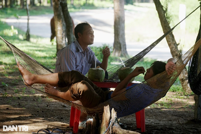 Hanging in a hammock under the casuarina forest, earning half a million dong a day - 6