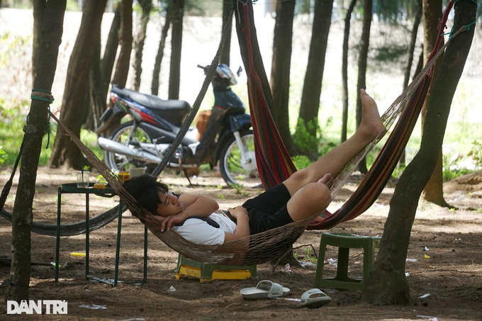 Hanging in a hammock under the casuarina forest, earning half a million dong a day - 9