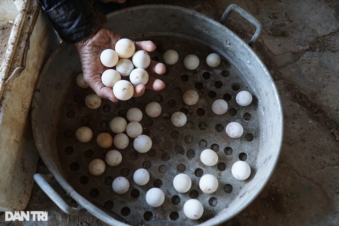 The old farmer raises crabs that lay eggs like chickens, giving a high income - 5