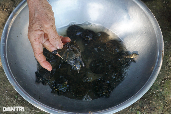 The old farmer raises crabs that lay eggs like chickens, giving a high income - 7