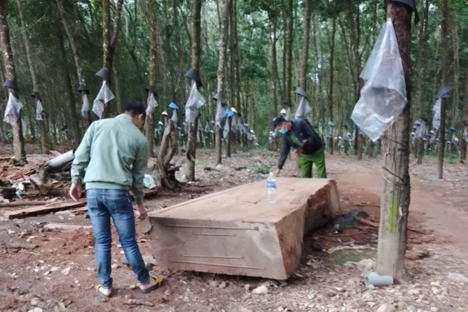 Cơ quan công an lên tiếng việc xử phạt người dân đào gỗ dưới ruộng