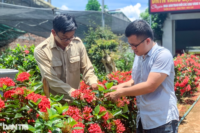 Cán bộ xã vùng khó trồng hoa mẫu đơn, bất ngờ hút khách check-in - 2