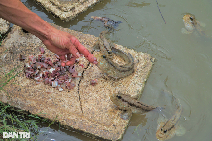 Raising the ugliest, strangest fish on the planet, climbing trees quickly as a pet - 4