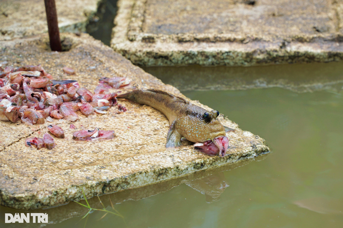 Raising the ugliest, strangest fish on the planet, climbing trees quickly as a pet - 5