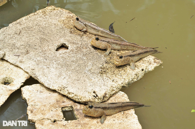 Raise the ugliest, strangest fish on the planet, climb trees quickly as... a pet - 7