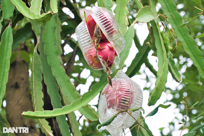 Lão nông sống khỏe nhờ mô hình sáng tạo thanh long ôm mắm - 8 Lão nông sống khỏe nhờ mô hình sáng tạo thanh long ôm mắm - 8
