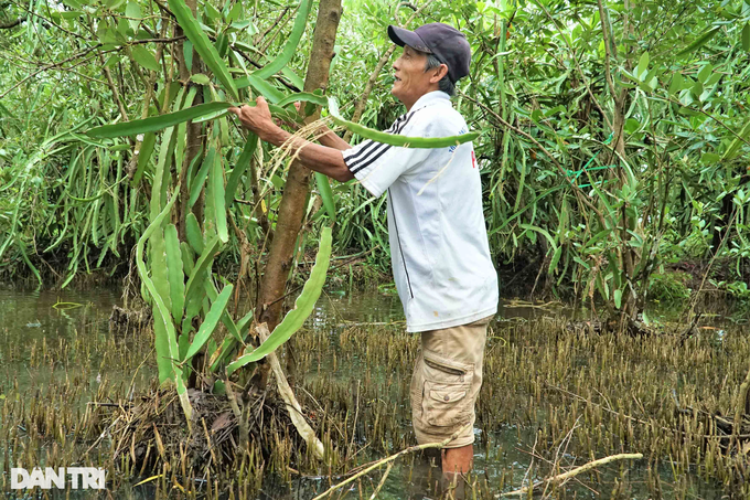 Lão nông sống khỏe nhờ mô hình sáng tạo thanh long ôm mắm - 6 Lão nông sống khỏe nhờ mô hình sáng tạo thanh long ôm mắm - 6