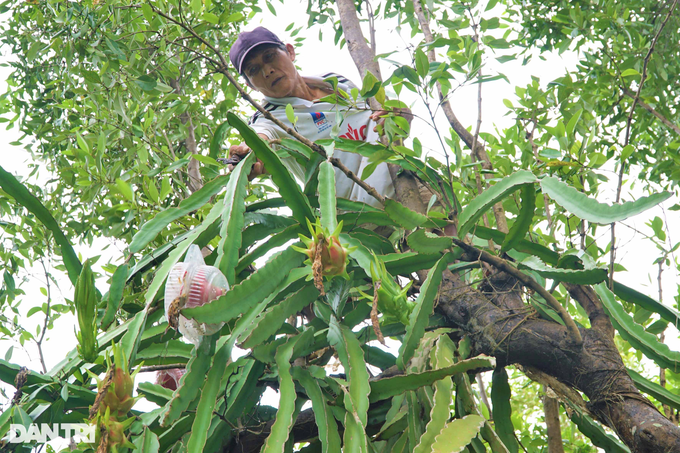 Lão nông sống khỏe nhờ mô hình sáng tạo thanh long ôm mắm - 5 Lão nông sống khỏe nhờ mô hình sáng tạo thanh long ôm mắm - 5