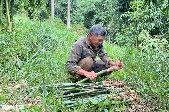 Planting a hundred-burnt tree, the highland farmer earns billions of dollars every month - 4