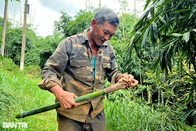 Planting a hundred-burnt tree, the highland farmer earns billions of dollars every month - 5