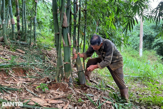 Planting a hundred-burnt tree, the highland farmer earns billions of dollars every month - 2