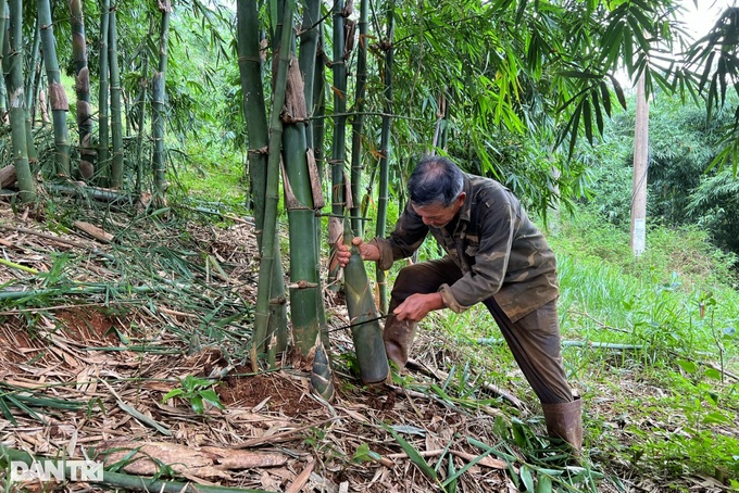 Planting a hundred-burnt tree, the highland farmer earns billions of dollars every month - 2 Planting a hundred-burnt tree, the highland farmer earns billions of dollars every month - 2