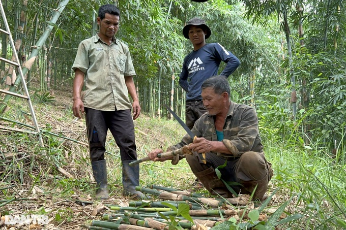 Planting a hundred-burnt tree, the highland farmer earns billions of money every month - 7