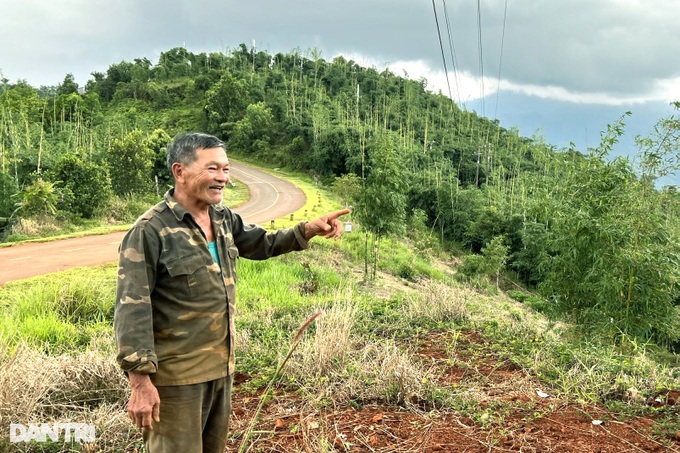 Planting a hundred-burnt tree, the highland farmer earns billions of dollars every month - 1