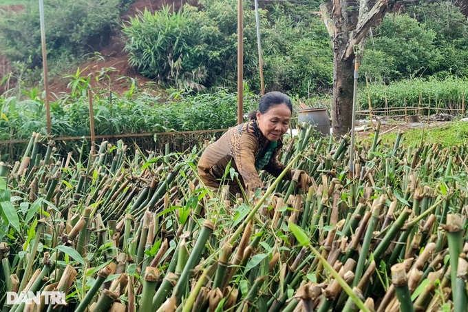 Planting a hundred-burnt tree, the highland farmer earns billions of dollars every month - 6 Planting a hundred-burnt tree, the highland farmer earns billions of dollars every month - 6