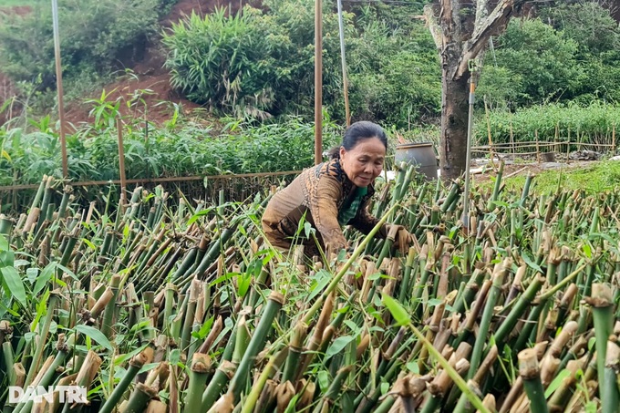 Planting a hundred-burnt tree, the highland farmer earns billions of dollars every month - 6