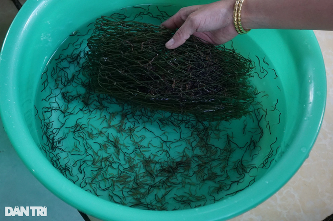Taking care of eels like a baby, the western farmer pocketed millions of dollars every day - 6