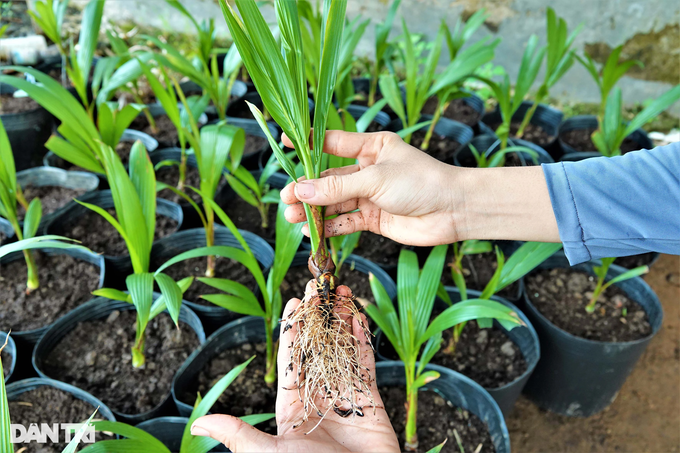 Growing salt-loving coconuts will produce wax, becoming a billionaire after a few years - 4