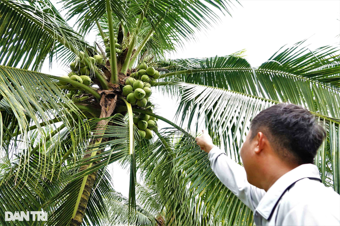 Growing salt-loving coconuts will produce wax, becoming a billionaire after a few years - 5