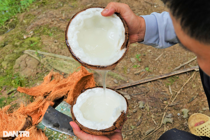 Growing salt-loving coconuts produces wax, becoming a billionaire after a few years - 1