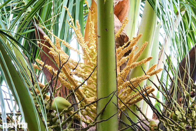 Growing salt-loving coconuts will produce wax, becoming a billionaire after a few years - 6