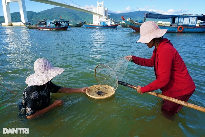 Immerse yourself in the Han River, stir the sand to catch the specialty of the king - 8