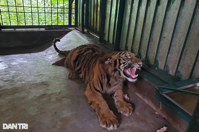 Hơn 2 thập kỷ loài hổ biến mất ở Việt Nam trong tự nhiên - 3