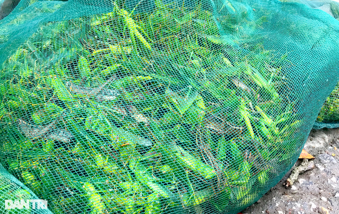 Large selection of flying shrimp market in the suburbs - 2