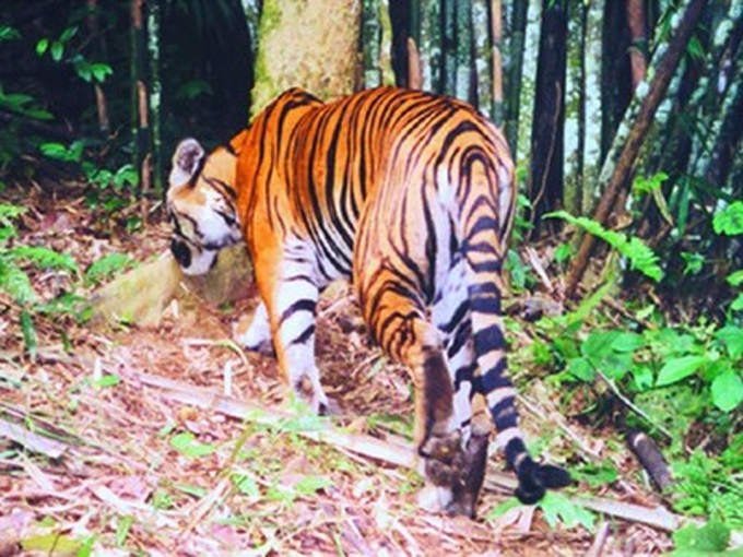 Hơn 2 thập kỷ loài hổ biến mất ở Việt Nam trong tự nhiên - 2